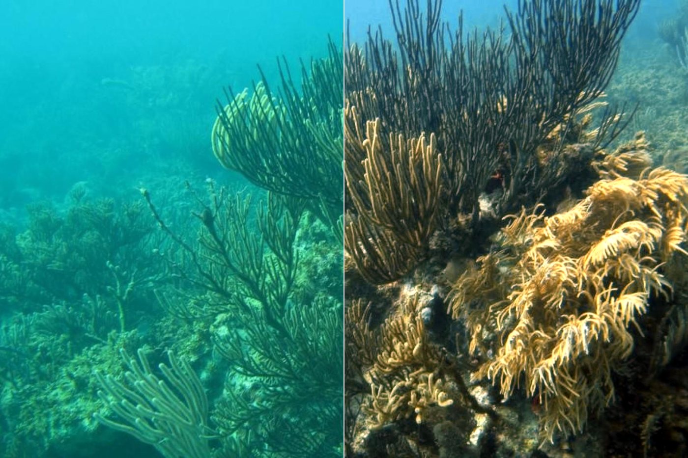 A gorgonian reef in green water: the uncorrected left half is a flat green murk, the restored right half shows golden sea rods and sea plumes.
