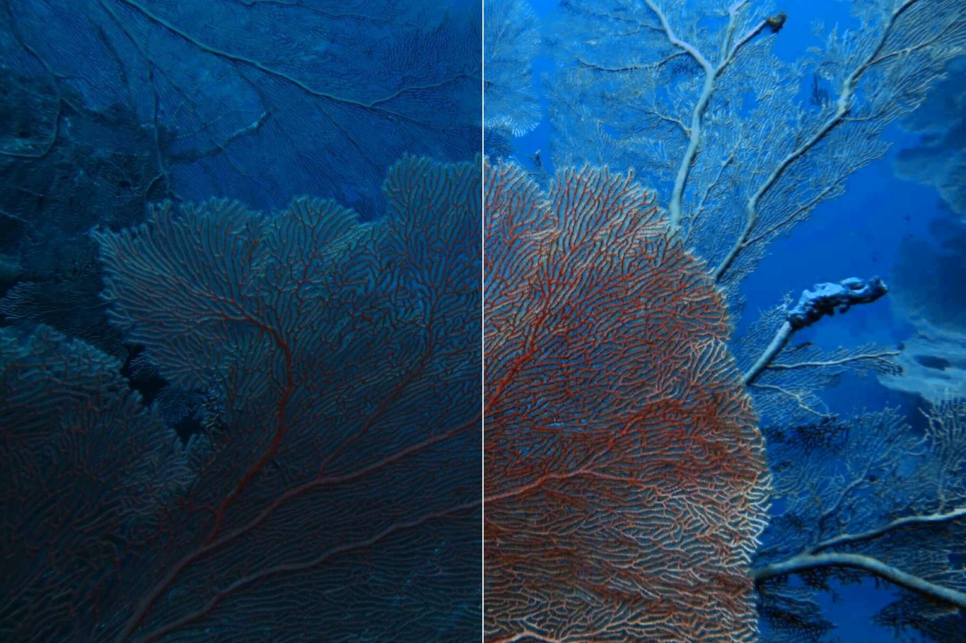A gorgonian sea fan at depth: the uncorrected left half is very nearly monochrome blue, the restored right half shows the fan's red.