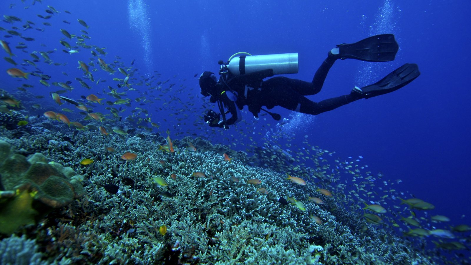 A school of snapper over a reef, the water a flat cyan and the fish almost colorless.