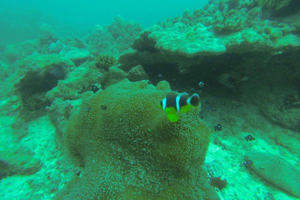 An anemone with a clownfish, green in the original on the left and orange after correction on the right.
