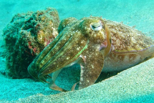 A cuttlefish on sand, the turquoise original on the left and the restored color on the right.