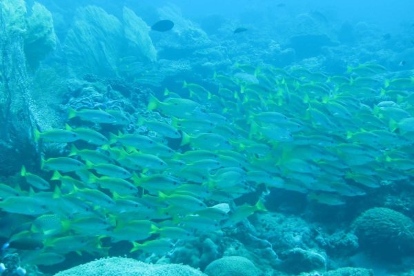 A school of snapper over a reef, the blue-green original on the left and the restored yellow on the right.